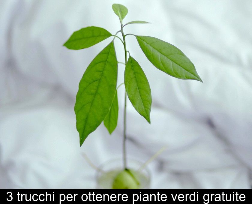 3 Trucchi Per Ottenere Piante Verdi Gratuite