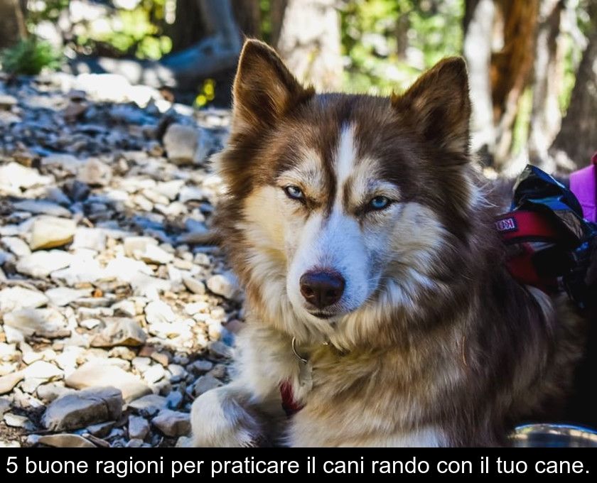 5 Buone Ragioni Per Praticare Il Cani Rando Con Il Tuo Cane.