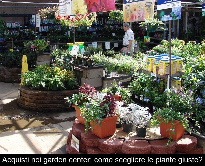 Acquisti Nei Garden Center: Come Scegliere Le Piante Giuste?