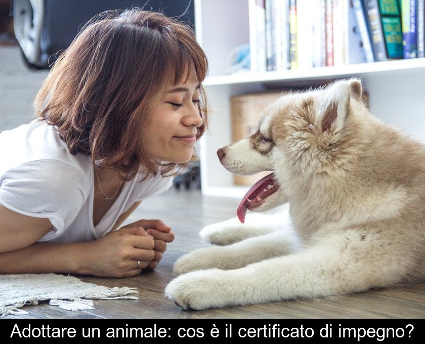Adottare Un Animale: Cos'è Il Certificato Di Impegno?