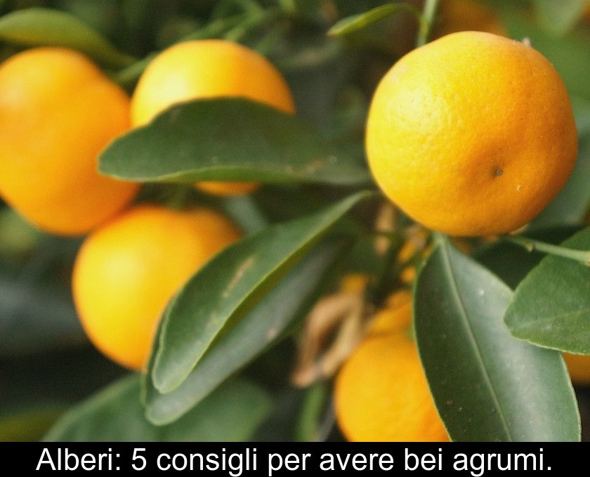 Alberi: 5 Consigli Per Avere Bei Agrumi.