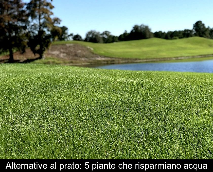 Alternative Al Prato: 5 Piante Che Risparmiano Acqua