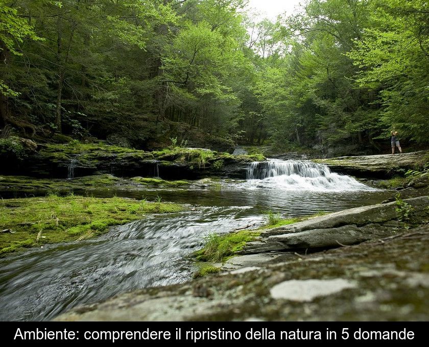 Ambiente: Comprendere Il Ripristino Della Natura In 5 Domande