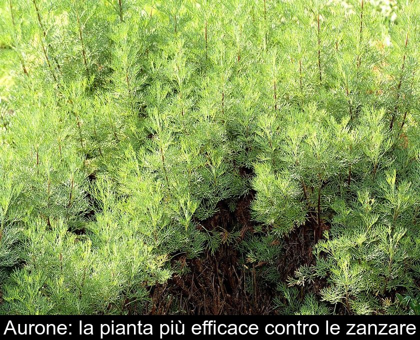 Aurone: La Pianta Più Efficace Contro Le Zanzare