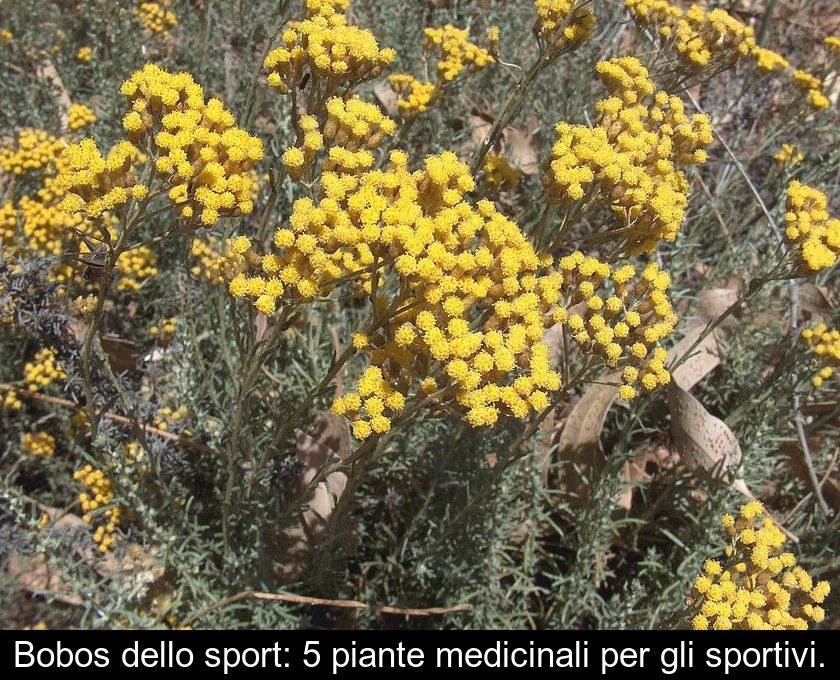 Bobos Dello Sport: 5 Piante Medicinali Per Gli Sportivi.