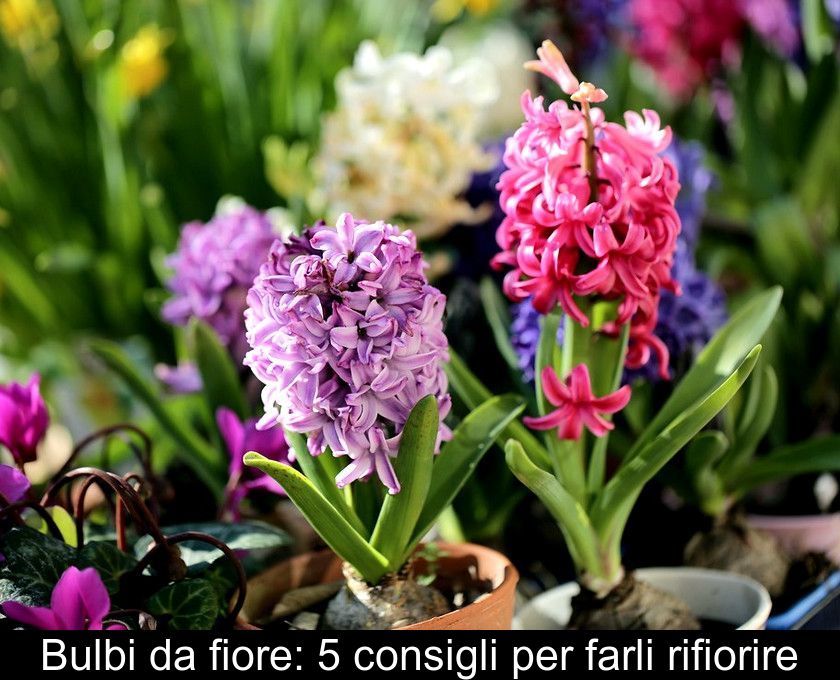 Bulbi Da Fiore: 5 Consigli Per Farli Rifiorire