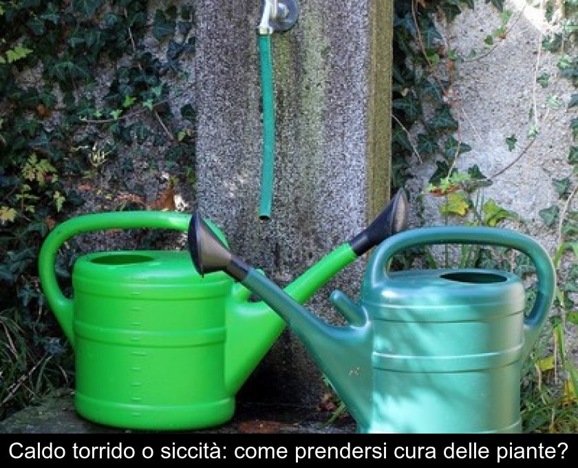 Caldo Torrido O Siccità: Come Prendersi Cura Delle Piante?