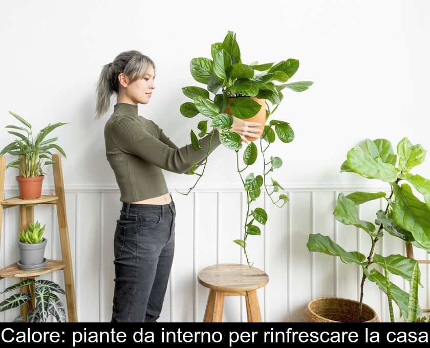 Calore: Piante Da Interno Per Rinfrescare La Casa