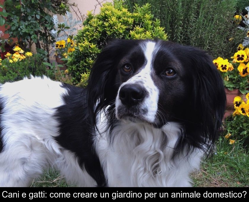 Cani E Gatti: Come Creare Un Giardino Per Un Animale Domestico?