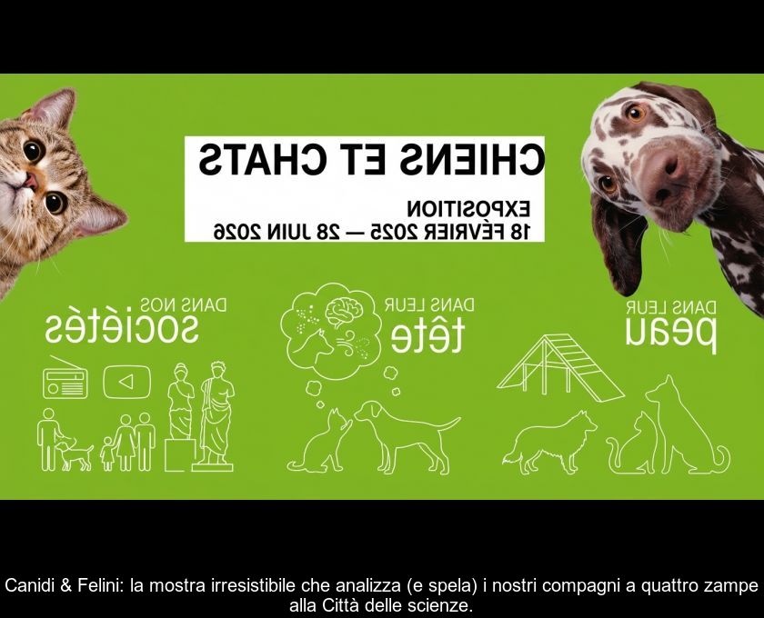 Canidi & Felini: La Mostra Irresistibile Che Analizza (e Spela) I Nostri Compagni A Quattro Zampe Alla Città Delle Scienze.