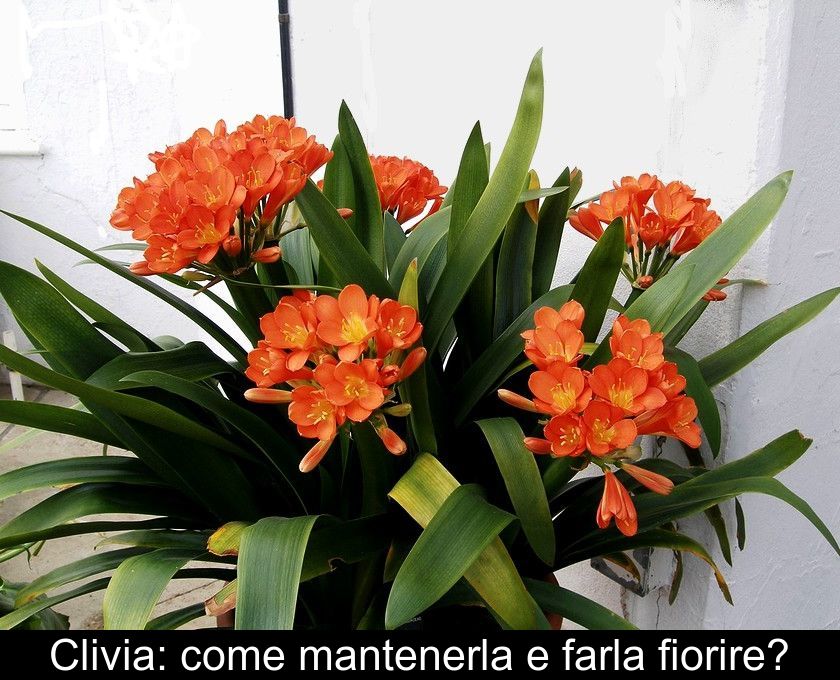 Clivia: Come Mantenerla E Farla Fiorire?