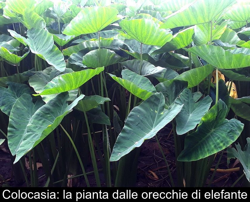 Colocasia: La Pianta Dalle Orecchie Di Elefante