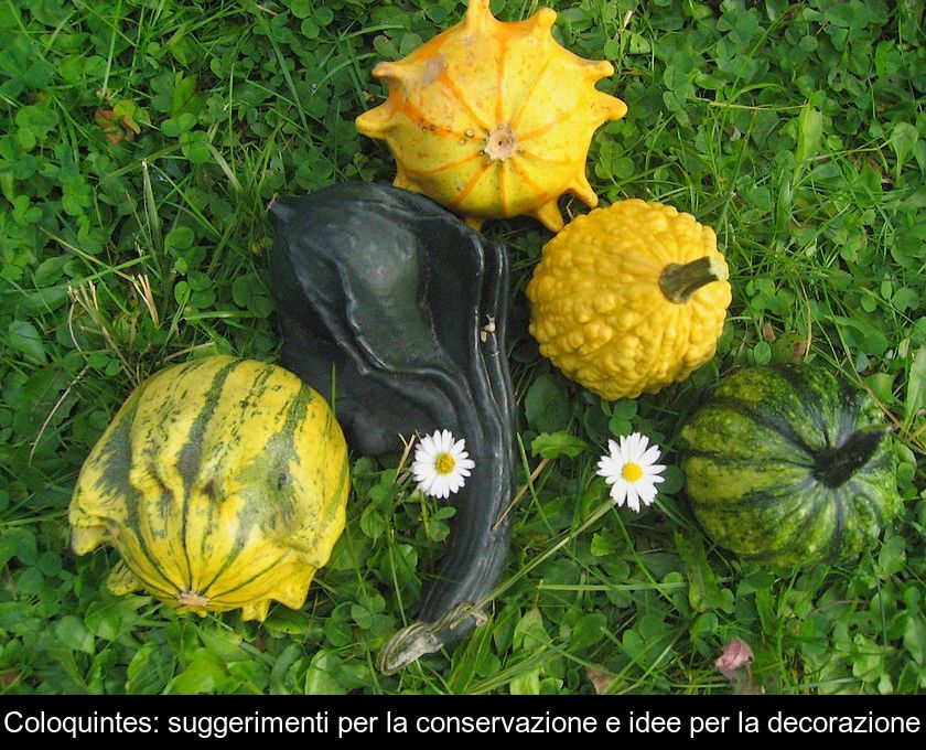 Coloquintes: Suggerimenti Per La Conservazione E Idee Per La Decorazione