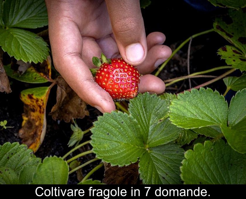 Coltivare Fragole In 7 Domande.