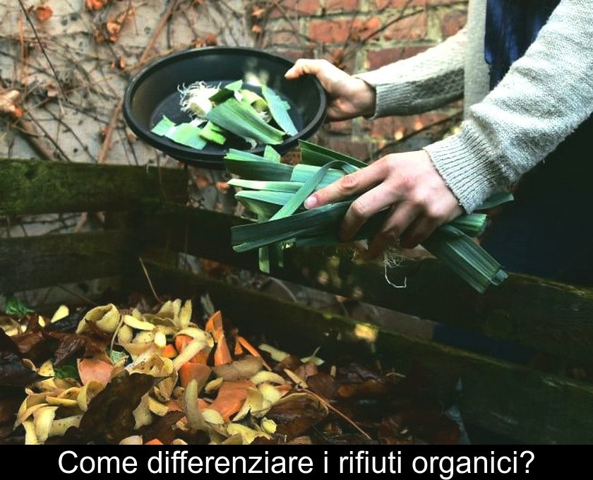 Come Differenziare I Rifiuti Organici?