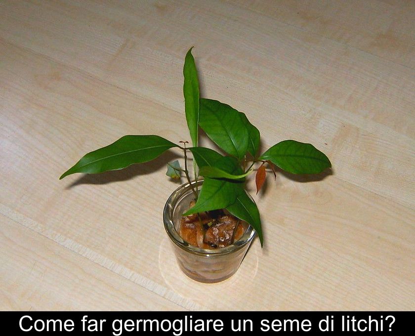 Come Far Germogliare Un Seme Di Litchi?