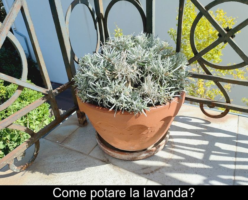 Come Potare La Lavanda?