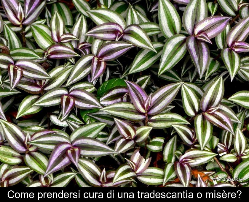 Come Prendersi Cura Di Una Tradescantia O Misère?