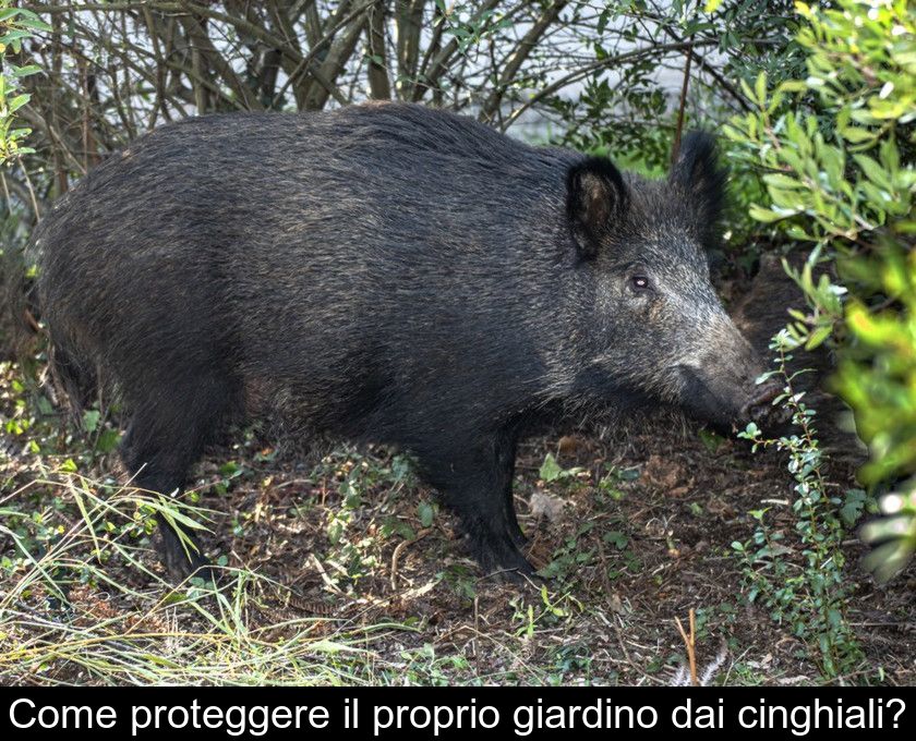 Come Proteggere Il Proprio Giardino Dai Cinghiali?