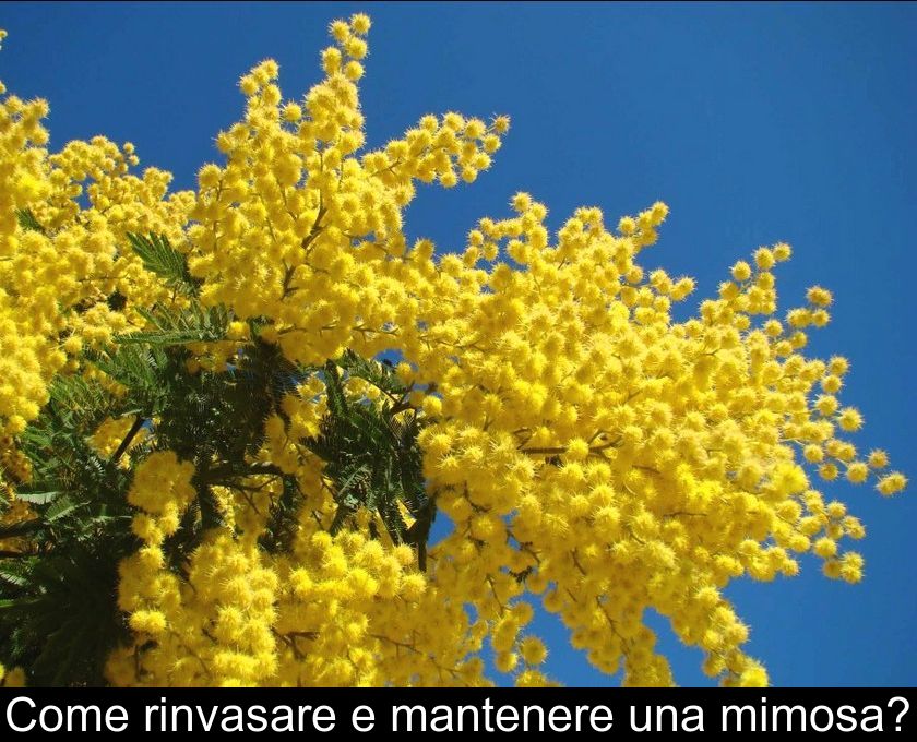 Come Rinvasare E Mantenere Una Mimosa?