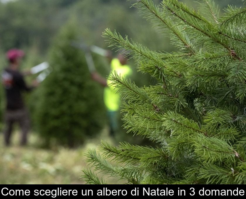 Come Scegliere Un Albero Di Natale In 3 Domande