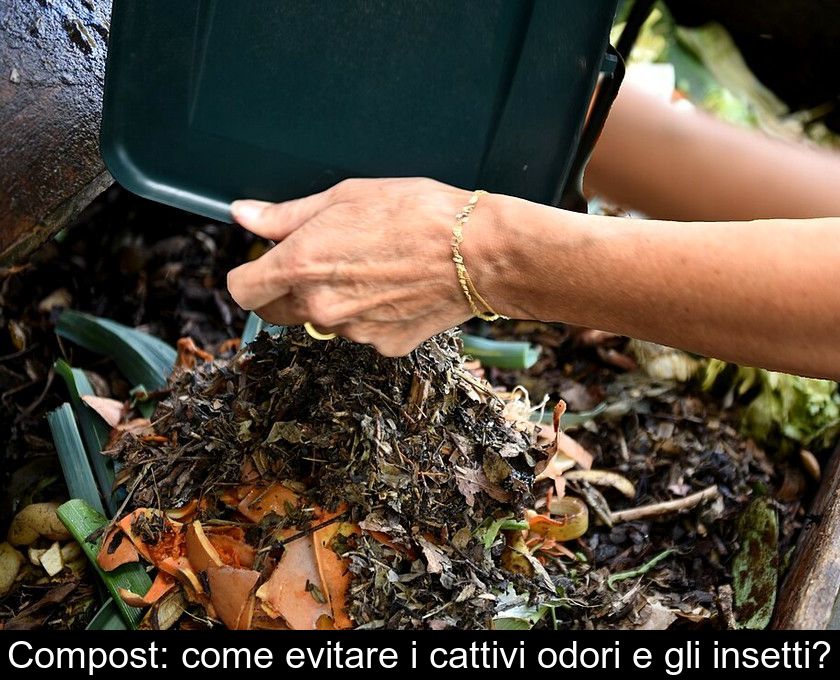 Compost: Come Evitare I Cattivi Odori E Gli Insetti?