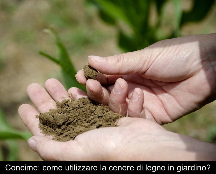 Concime: Come Utilizzare La Cenere Di Legno In Giardino?