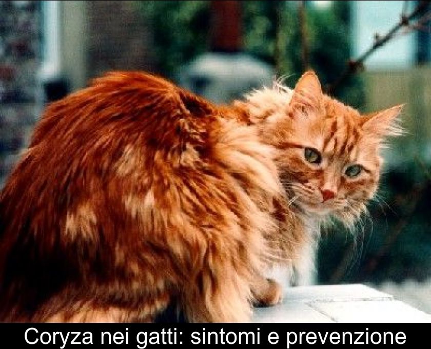 Coryza Nei Gatti: Sintomi E Prevenzione