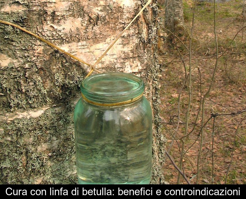 Cura Con Linfa Di Betulla: Benefici E Controindicazioni