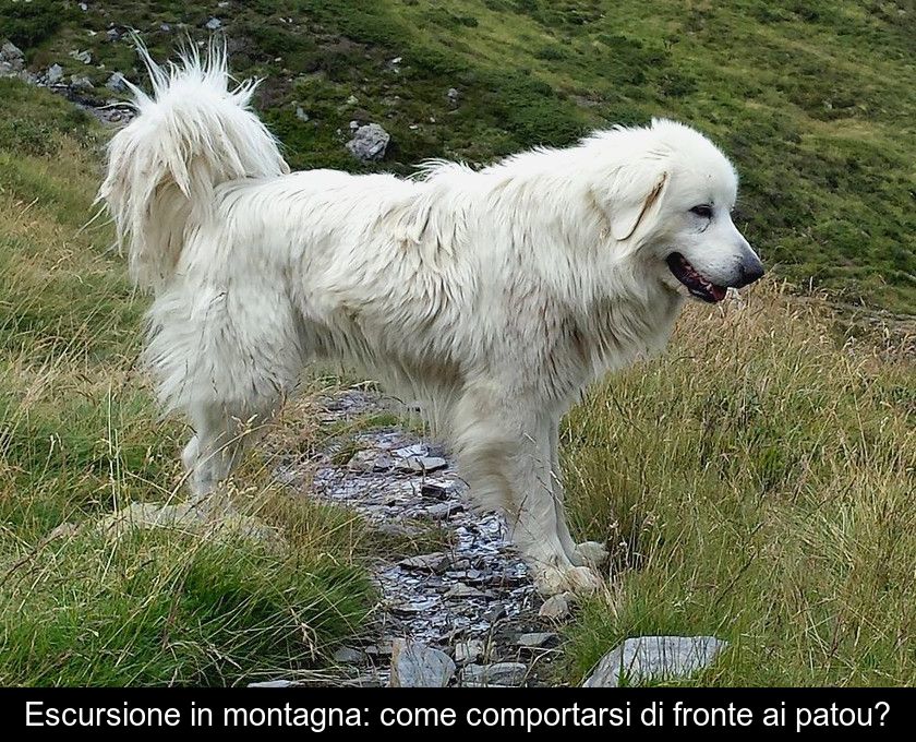 Escursione In Montagna: Come Comportarsi Di Fronte Ai Patou?