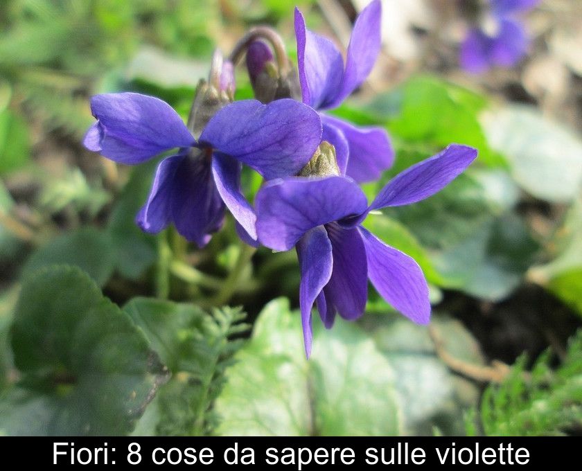 Fiori: 8 Cose Da Sapere Sulle Violette