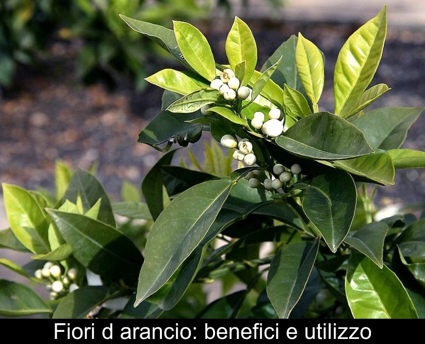 Fiori D'arancio: Benefici E Utilizzo