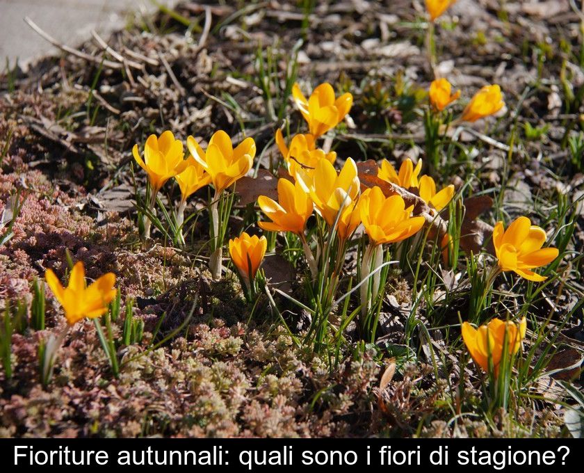 Fioriture Autunnali: Quali Sono I Fiori Di Stagione?