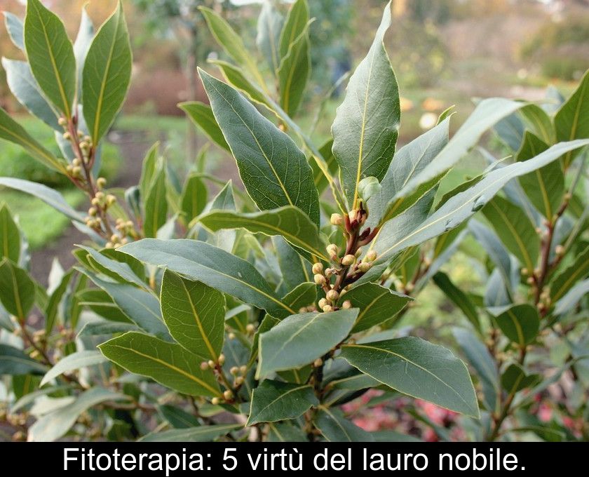 Fitoterapia: 5 Virtù Del Lauro Nobile.