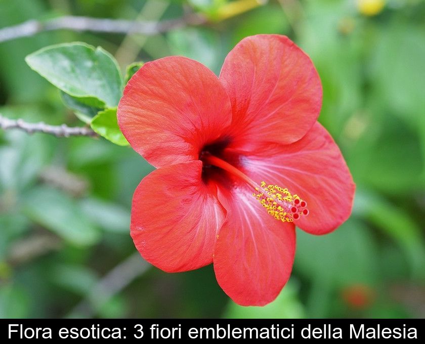 Flora Esotica: 3 Fiori Emblematici Della Malesia