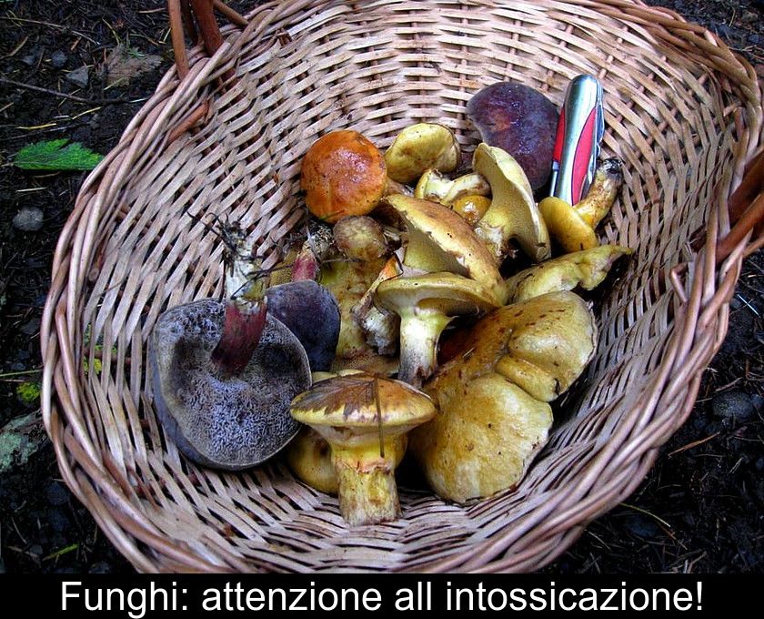 Funghi: Attenzione All'intossicazione!