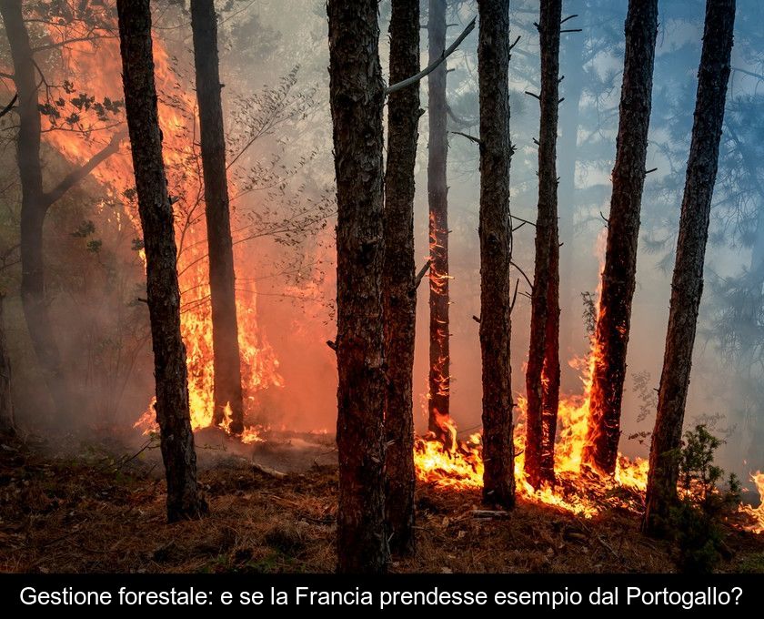 Gestione Forestale: E Se La Francia Prendesse Esempio Dal Portogallo?