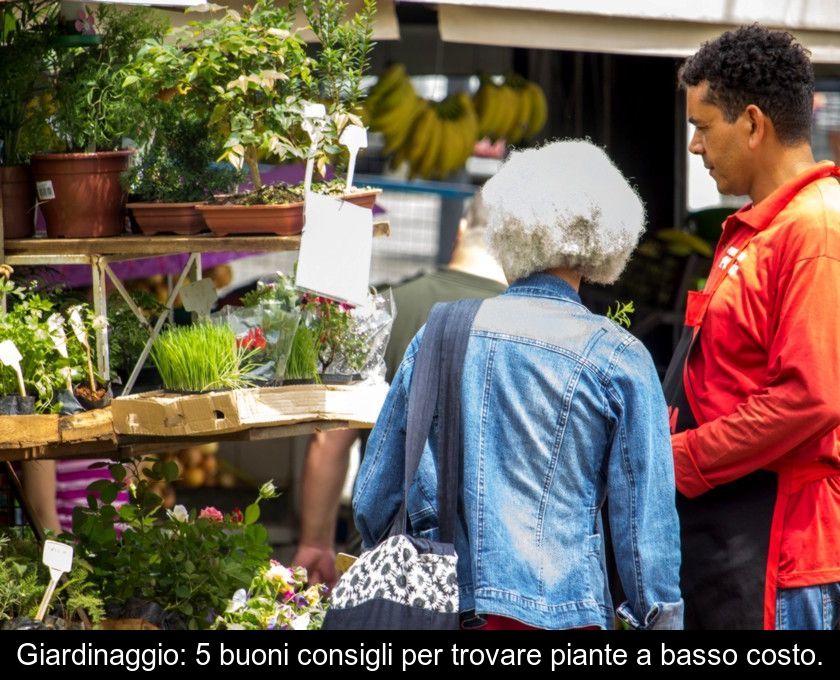 Giardinaggio: 5 Buoni Consigli Per Trovare Piante A Basso Costo.