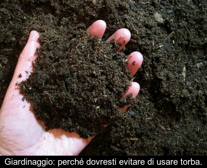 Giardinaggio: Perché Dovresti Evitare Di Usare Torba.