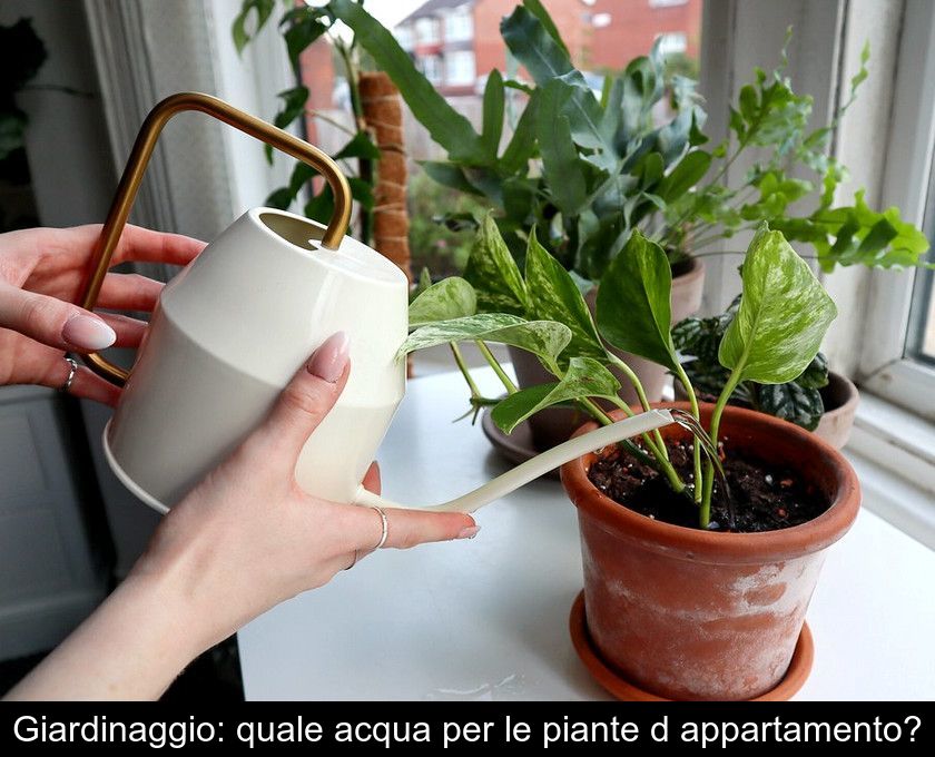 Giardinaggio: Quale Acqua Per Le Piante D'appartamento?