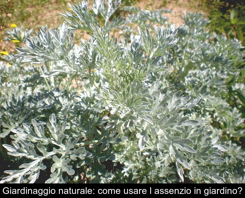 Giardinaggio Naturale: Come Usare L'assenzio In Giardino?