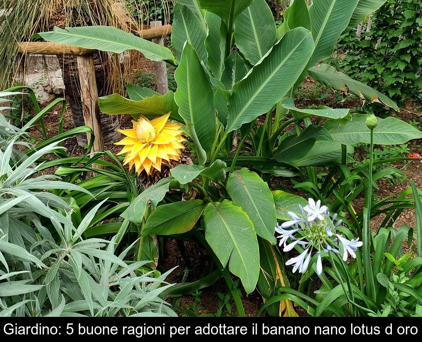 Giardino: 5 Buone Ragioni Per Adottare Il Banano Nano Lotus D'oro