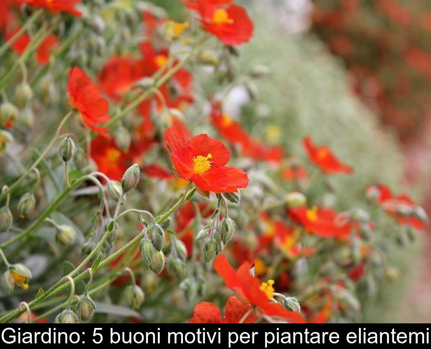 Giardino: 5 Buoni Motivi Per Piantare Eliantemi