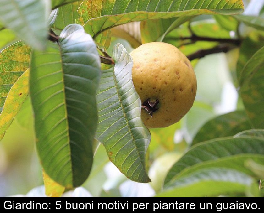 Giardino: 5 Buoni Motivi Per Piantare Un Guaiavo.