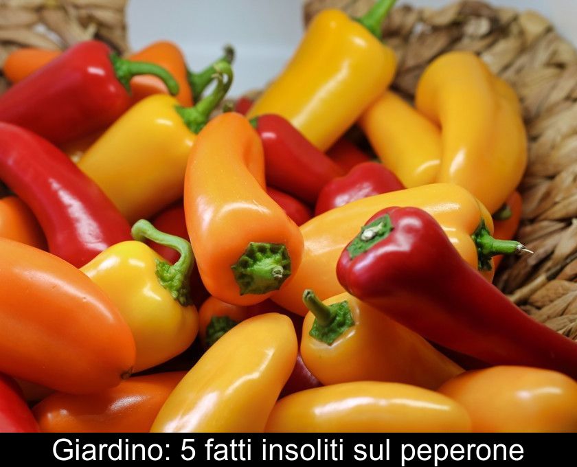 Giardino: 5 Fatti Insoliti Sul Peperone