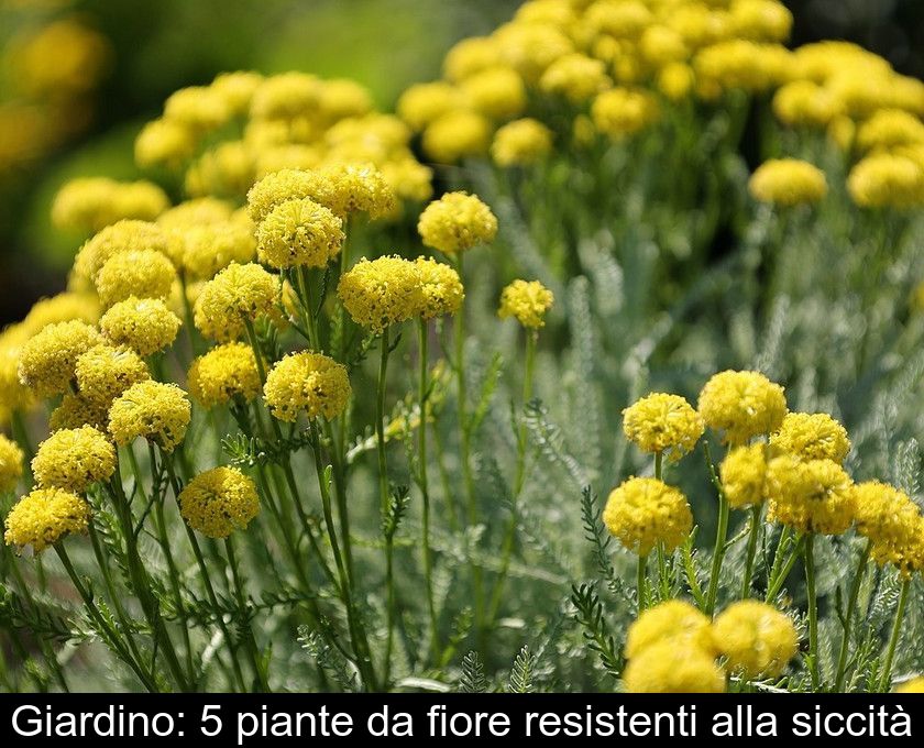 Giardino: 5 Piante Da Fiore Resistenti Alla Siccità