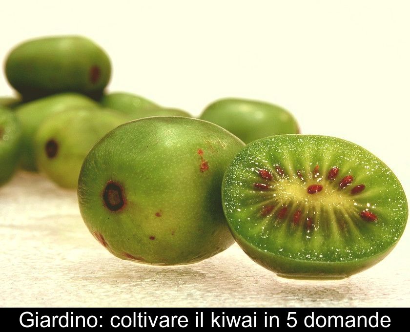 Giardino: Coltivare Il Kiwai In 5 Domande