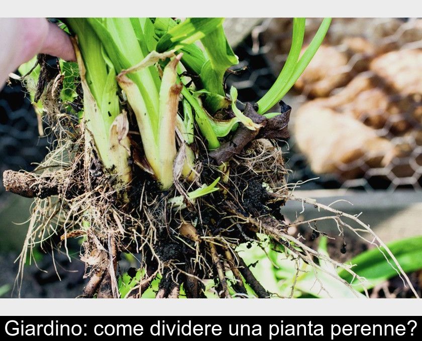 Giardino: Come Dividere Una Pianta Perenne?