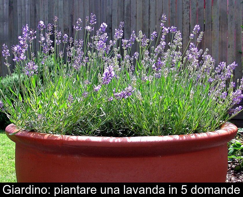 Giardino: Piantare Una Lavanda In 5 Domande