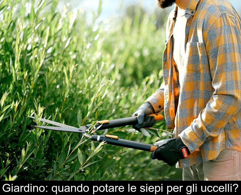 Giardino: Quando Potare Le Siepi Per Gli Uccelli?